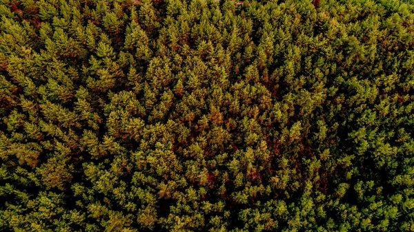 Suspensions plantes plafond : l'art de végétaliser vos murs